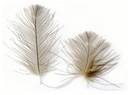 Feathers and Hackles