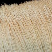 Turrall Elk Hair Natural Blonde 2 grm pkt